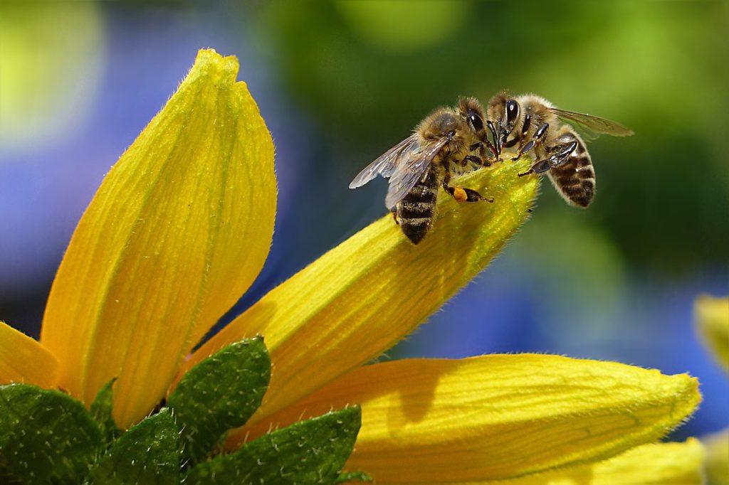 bee-pollen-forever-living-products-an-important-vitamin